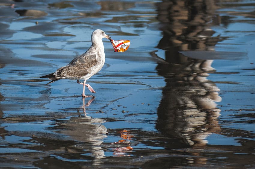 a-seagul-walking-along-the-beach-with-a-piece-of-plastic-in-its-mouth