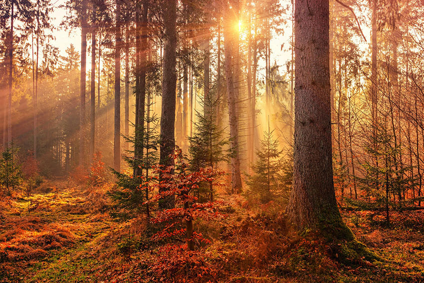 a beautiful forest during fall morning