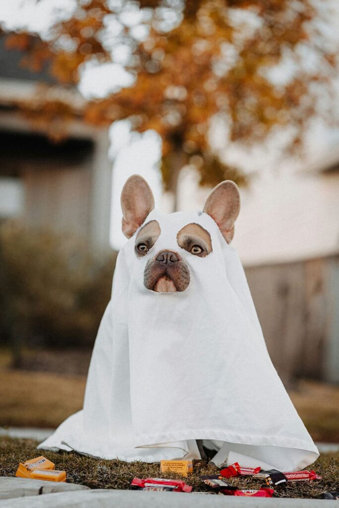 a dog dressed up as ghost