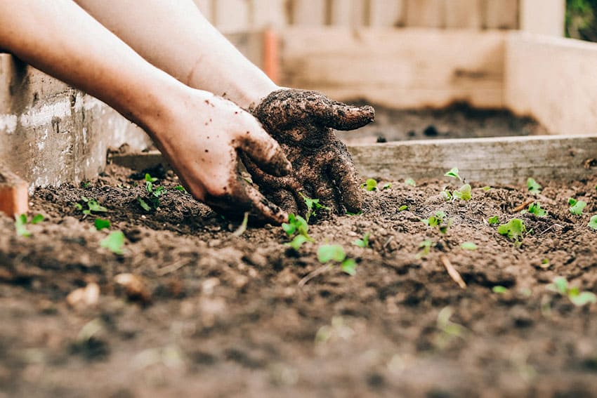 a person with hands dirty with soil planting veggies