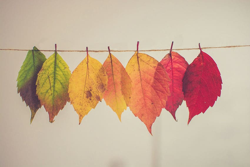 colorful leaves on a string cheap fall activities for adults