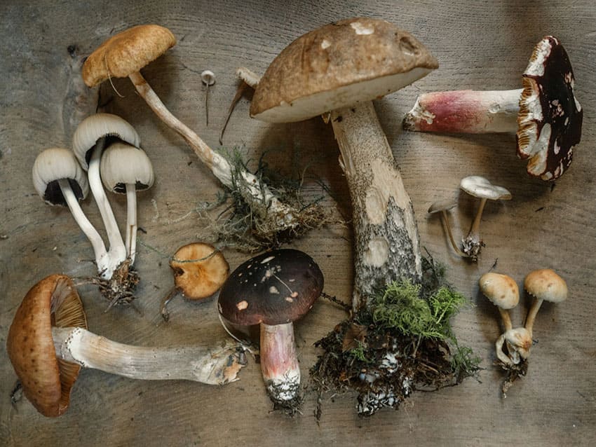 lots of edible mushrooms over a table cheap fall activities for adults