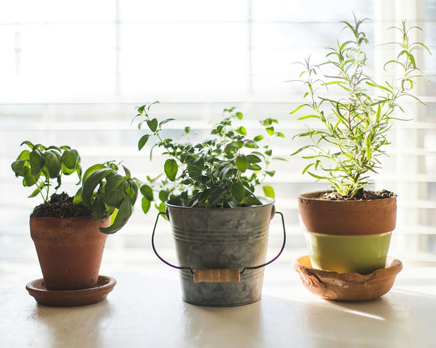 three planters with herbs